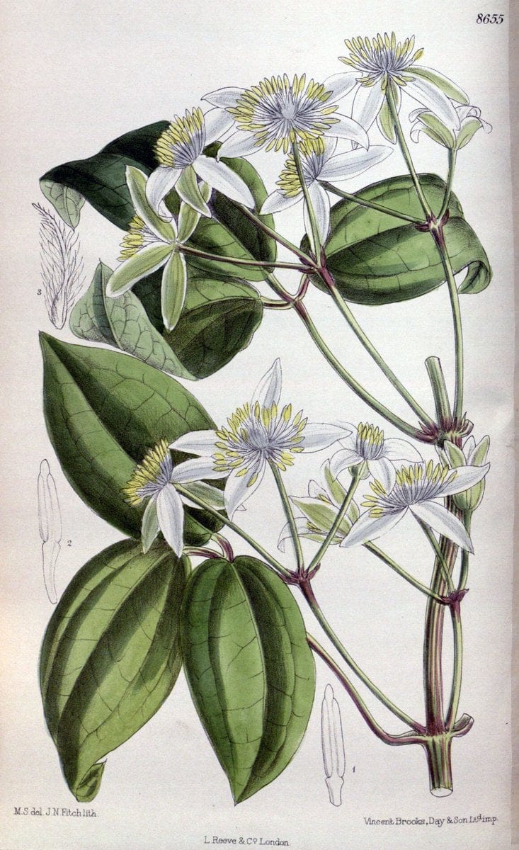 Curtis's botanical magazine. London ; New York [etc.] :Academic Press [etc.]. | "Botanical illustration" Botany Periodicals "Pictorial works" "Plants, Ornamental"  | Vintage Print Reproduction 451304