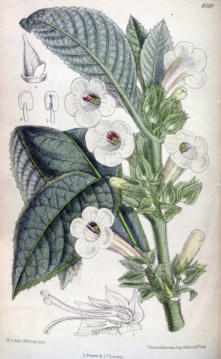 Curtis's botanical magazine. London ; New York [etc.] :Academic Press [etc.]. | "Botanical illustration" Botany Periodicals "Pictorial works" "Plants, Ornamental"  | Vintage Print Reproduction 451309