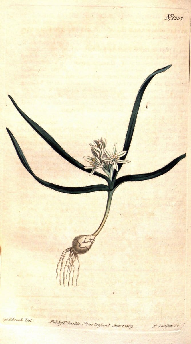 Curtis's botanical magazine. London ; New York [etc.] :Academic Press [etc.]. | "Botanical illustration" Botany Periodicals "Pictorial works" "Plants, Ornamental"  | Vintage Print Reproduction 451310