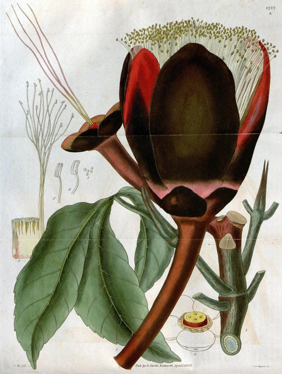 Curtis's botanical magazine..London ;New York [etc.] :Academic Press [etc.]. |  | Vintage Print Reproduction 451313