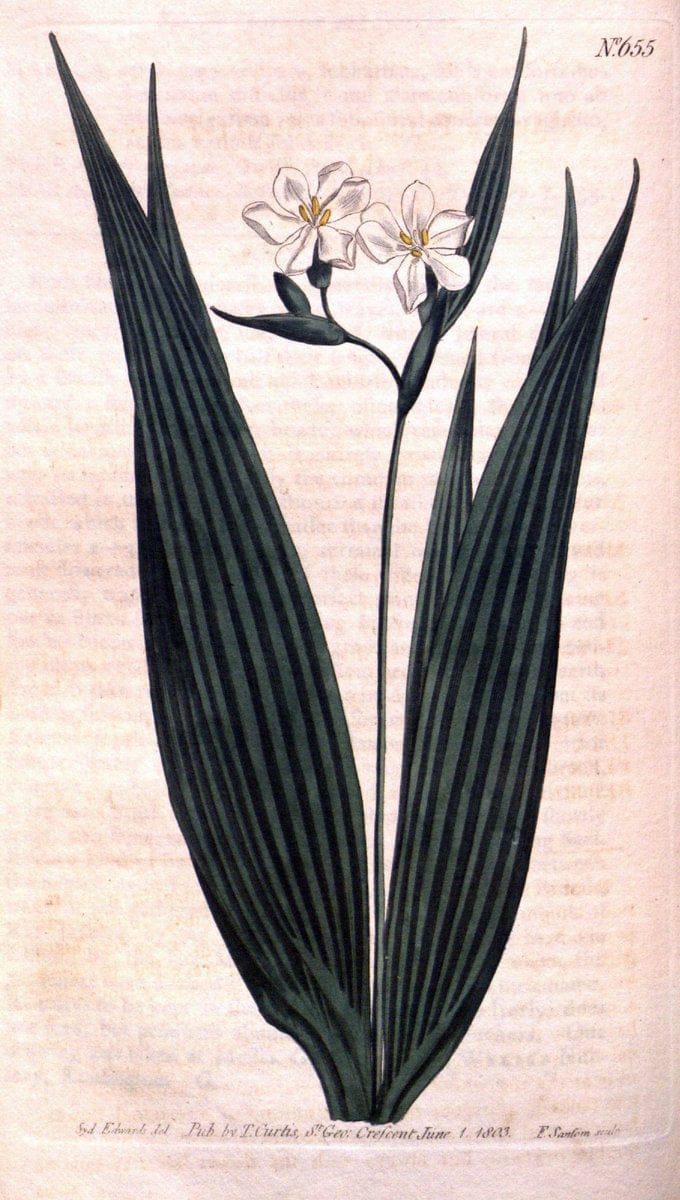 Curtis's botanical magazine. London ;New York [etc.] :Academic Press [etc.]. | Botany Periodicals "Pictorial works"  | Vintage Print Reproduction 451315