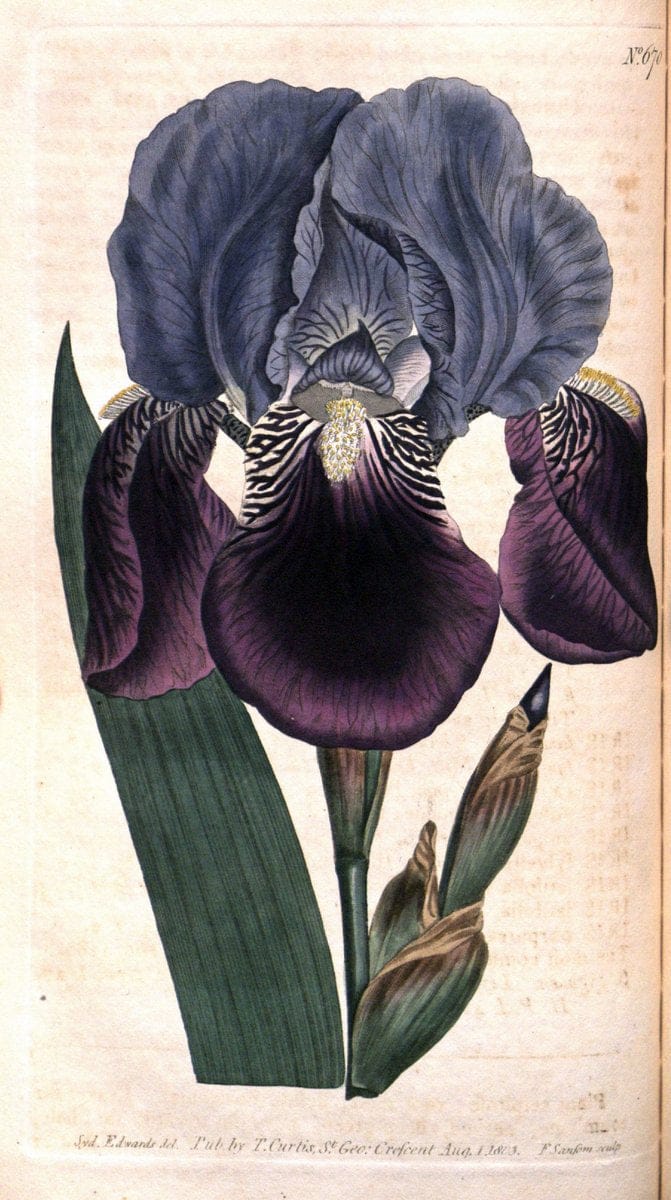 Curtis's botanical magazine. London ;New York [etc.] :Academic Press [etc.]. | Botany Periodicals "Pictorial works"  | Vintage Print Reproduction 451316