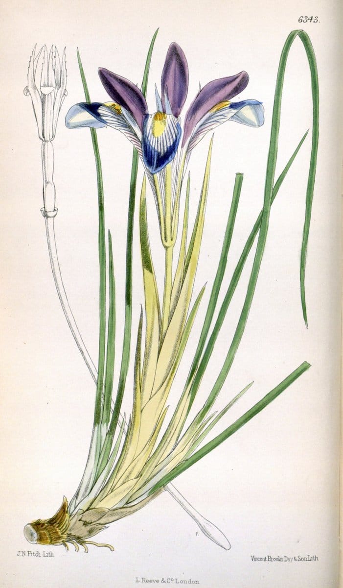 Curtis's botanical magazine. London ; New York [etc.] :Academic Press [etc.]. | "Botanical illustration" Botany Periodicals "Pictorial works" "Plants, Ornamental"  | Vintage Print Reproduction 451325