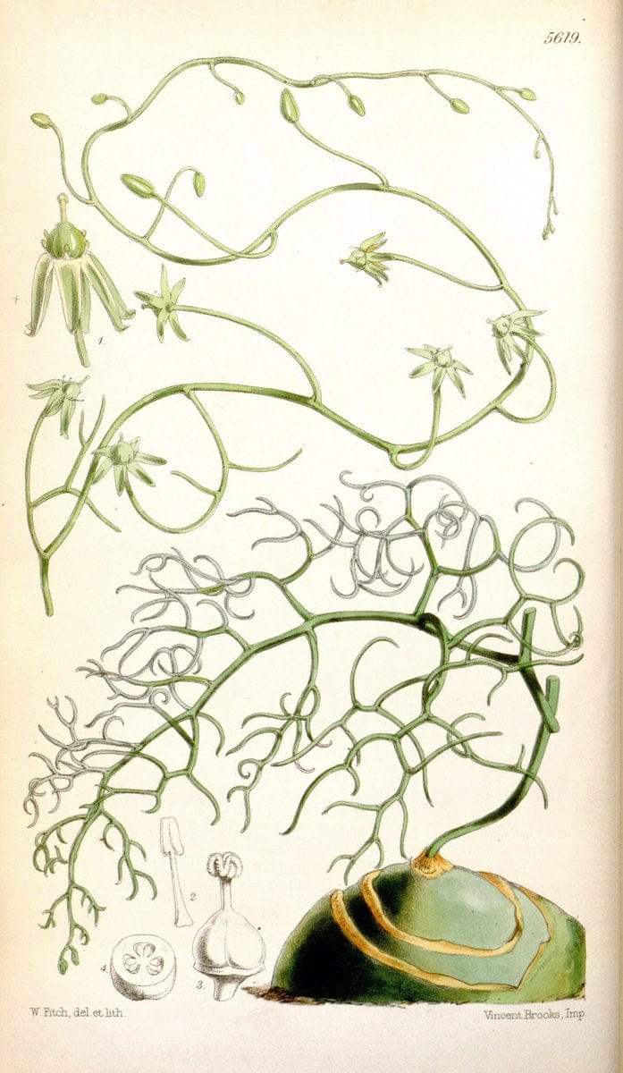 Curtis's botanical magazine. London ; New York [etc.] :Academic Press [etc.]. | "Botanical illustration" Botany Periodicals "Pictorial works" "Plants, Ornamental"  | Vintage Print Reproduction 451328