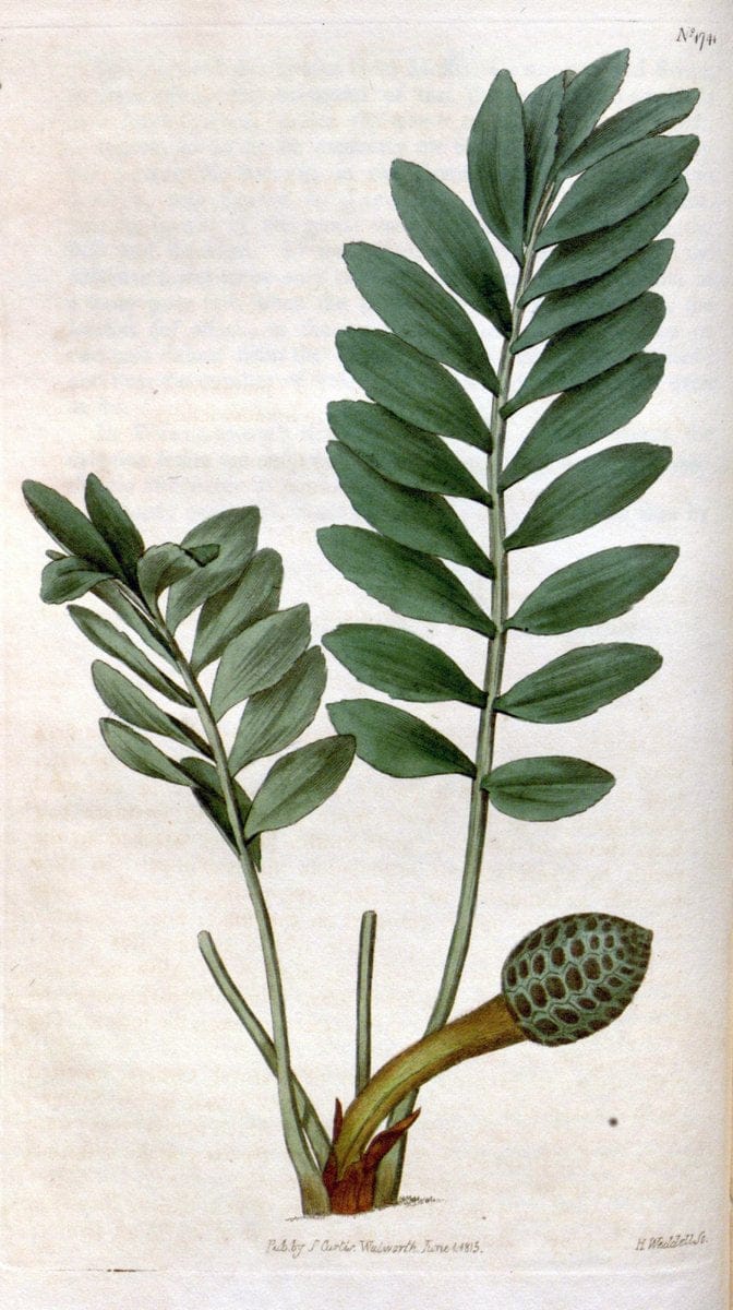 Curtis's botanical magazine. London ; New York [etc.] :Academic Press [etc.]. | "Botanical illustration" Botany Periodicals "Pictorial works" "Plants, Ornamental"  | Vintage Print Reproduction 451330