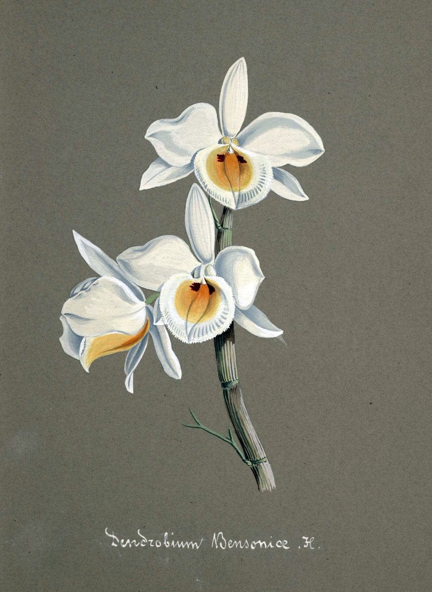 Collection d'orchideÃŒÂes.[S.l. :s.n.,18--]. | "Botanical illustration" Orchidaceae "Orchidaceae in art" "Pictorial works"  | Vintage Print Reproduction 451331