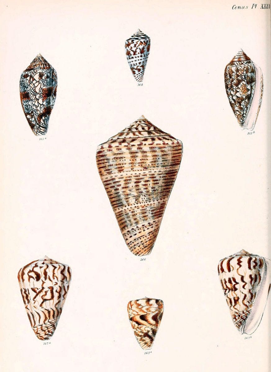 Conchologia iconica, or, Illustrations of the shells of molluscous animals. v.1London :Reeve, Brothers,1843-1878. | Mollusks "Pictorial works" Shells  | Vintage Print Reproduction 451332