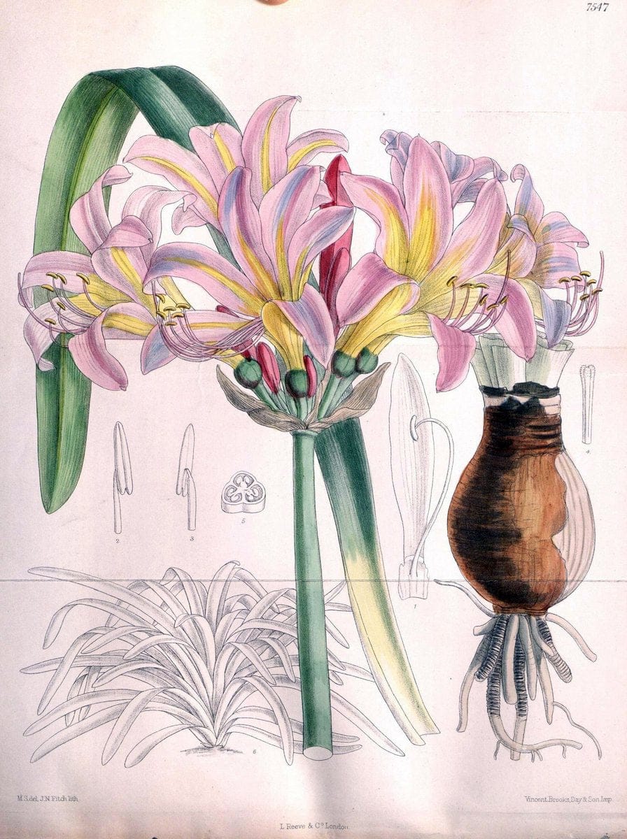 Curtis's botanical magazine. London ; New York [etc.] :Academic Press [etc.]. | "Botanical illustration" Botany Periodicals "Pictorial works" "Plants, Ornamental"  | Vintage Print Reproduction 451345