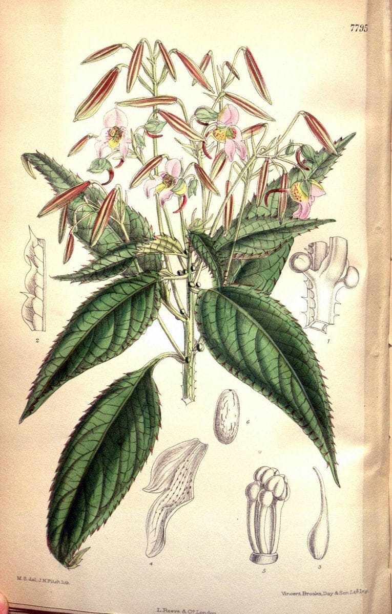 Curtis's botanical magazine. London ; New York [etc.] :Academic Press [etc.]. | "Botanical illustration" Botany Periodicals "Pictorial works" "Plants, Ornamental"  | Vintage Print Reproduction 451347