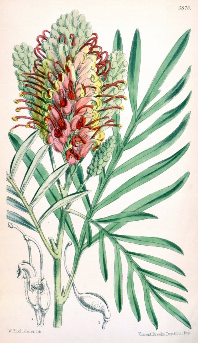Curtis's botanical magazine. London ; New York [etc.] :Academic Press [etc.]. | "Botanical illustration" Botany Periodicals "Pictorial works" "Plants, Ornamental"  | Vintage Print Reproduction 451348