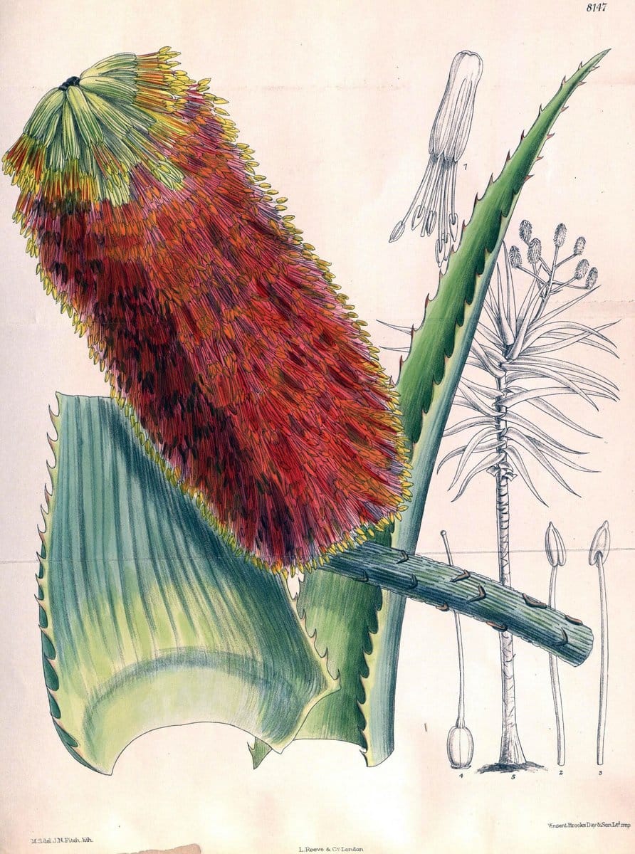 Curtis's botanical magazine. London ;New York [etc.] :Academic Press [etc.]. | Botany Periodicals "Pictorial works"  | Vintage Print Reproduction 451350