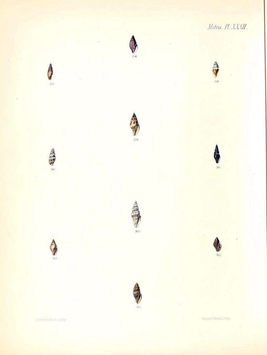 Conchologia iconica, or, Illustrations of the shells of molluscous animals /.London :Reeve, Brothers,1843-1878.  | Mollusks "Pictorial works" Shells | Vintage Print Reproduction 451358