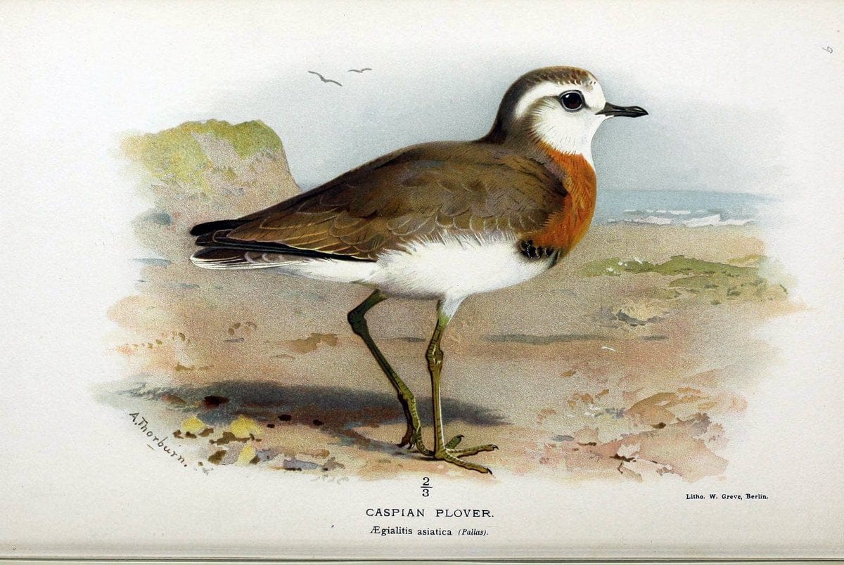 Coloured figures of the birds of the British Islands / issued by Lord Lilford. London :R | Birds "Great Britain" "Pictorial works"  | Vintage Print Reproduction 451361