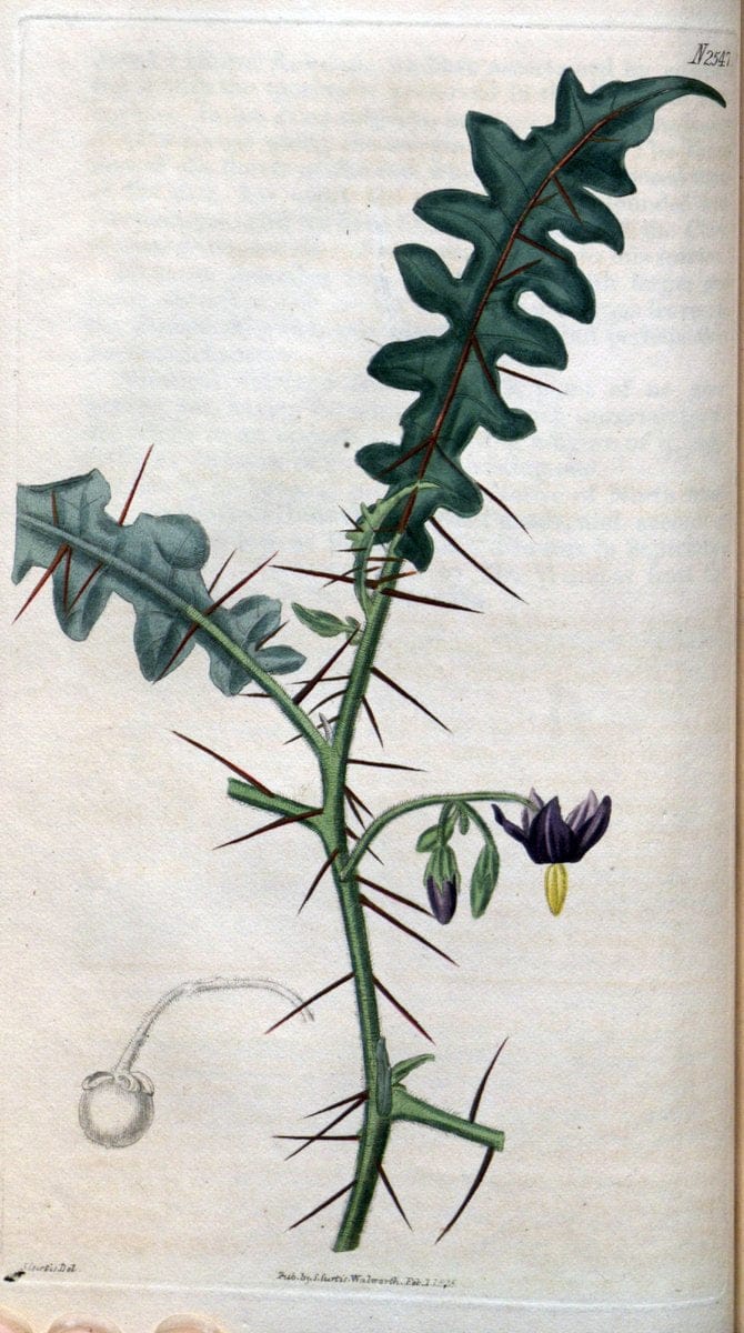 Curtis's botanical magazine. London ; New York [etc.] :Academic Press [etc.]. | "Botanical illustration" Botany Periodicals "Pictorial works" "Plants, Ornamental"  | Vintage Print Reproduction 451366