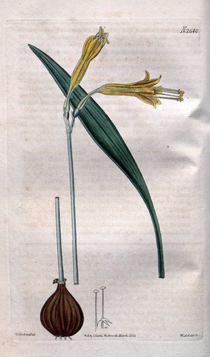 Curtis's botanical magazine. London ; New York [etc.] :Academic Press [etc.]. | "Botanical illustration" Botany Periodicals "Pictorial works" "Plants, Ornamental"  | Vintage Print Reproduction 451367