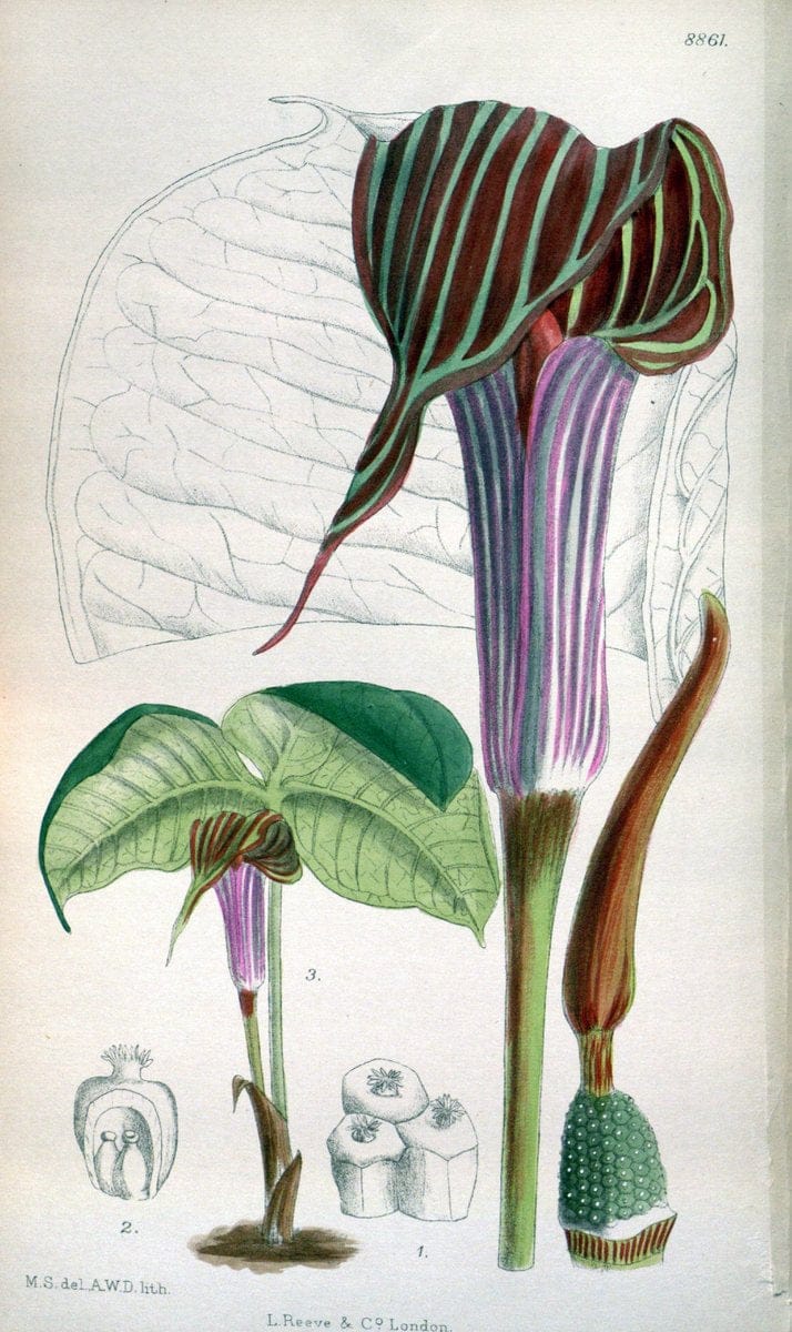 Curtis's botanical magazine. London ; New York [etc.] :Academic Press [etc.]. | "Botanical illustration" Botany Periodicals "Pictorial works" "Plants, Ornamental"  | Vintage Print Reproduction 451370