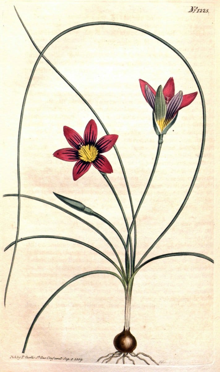 Curtis's botanical magazine. London ; New York [etc.] :Academic Press [etc.]. | "Botanical illustration" Botany Periodicals "Pictorial works" "Plants, Ornamental"  | Vintage Print Reproduction 451378