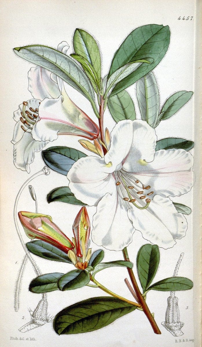 Curtis's botanical magazine. London ;New York [etc.] :Academic Press [etc.]. | Botany Periodicals "Pictorial works"  | Vintage Print Reproduction 451385
