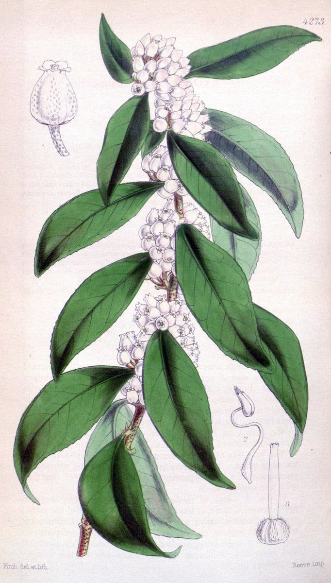 Curtis's botanical magazine. London ;New York [etc.] :Academic Press [etc.]. | Botany Periodicals "Pictorial works"  | Vintage Print Reproduction 451388
