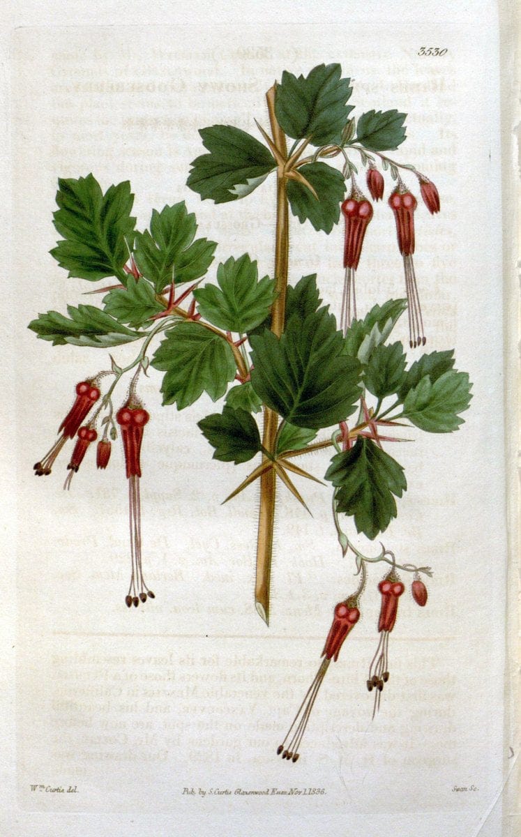 Curtis's botanical magazine. London ;New York [etc.] :Academic Press [etc.]. | Botany Periodicals "Pictorial works"  | Vintage Print Reproduction 451389