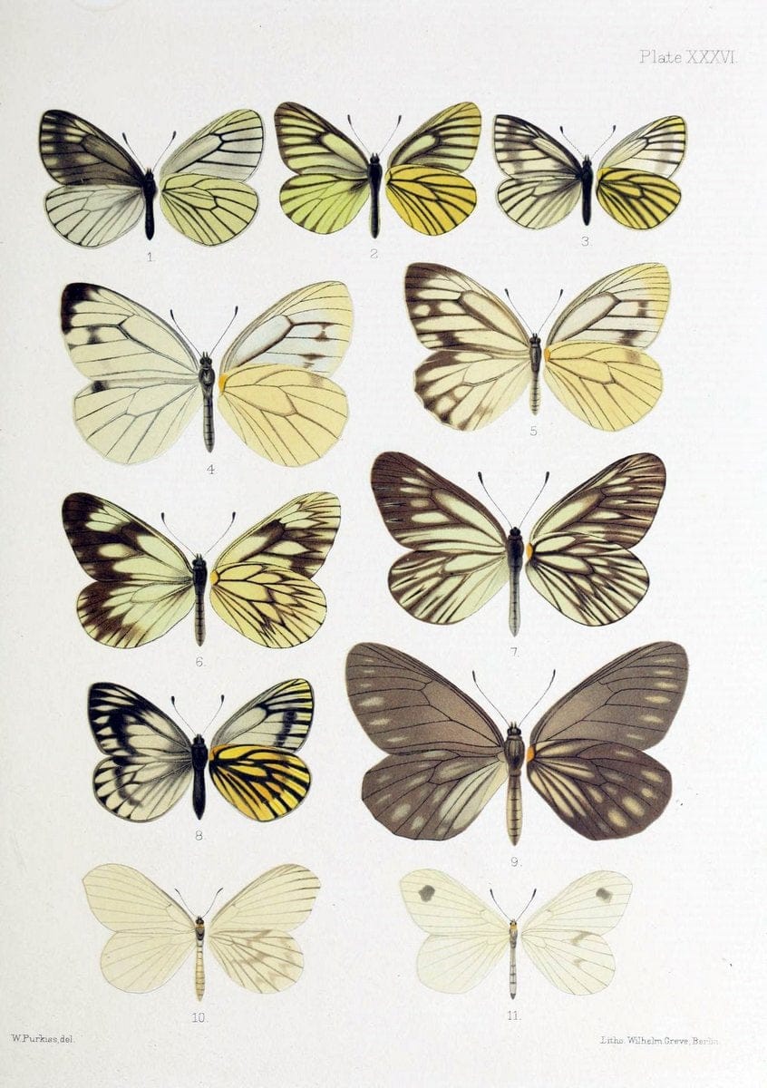 Butterflies from China, Japan, and Corea. London,R.H. Porter,1892-94.  | Butterflies China Japan Korea  | Vintage Print Reproduction 451395