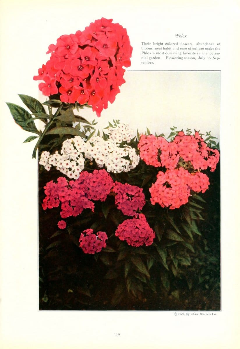 Dragable Image