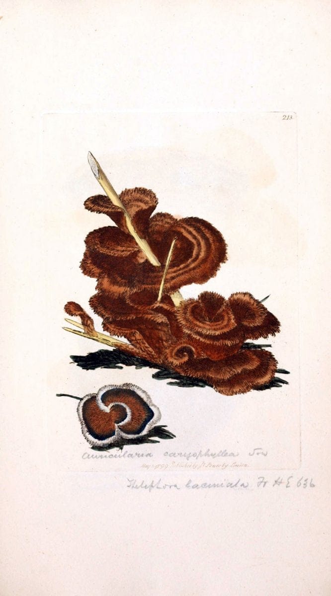 Coloured figures of English fungi or mushrooms. London,Printed by J. Davis,1797-[1809]. | England Mushrooms  | Vintage Print Reproduction 451399