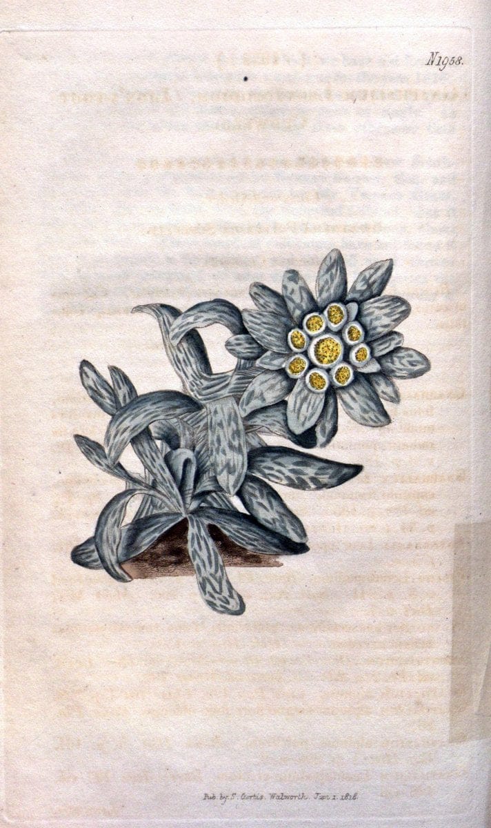 Dragable Image