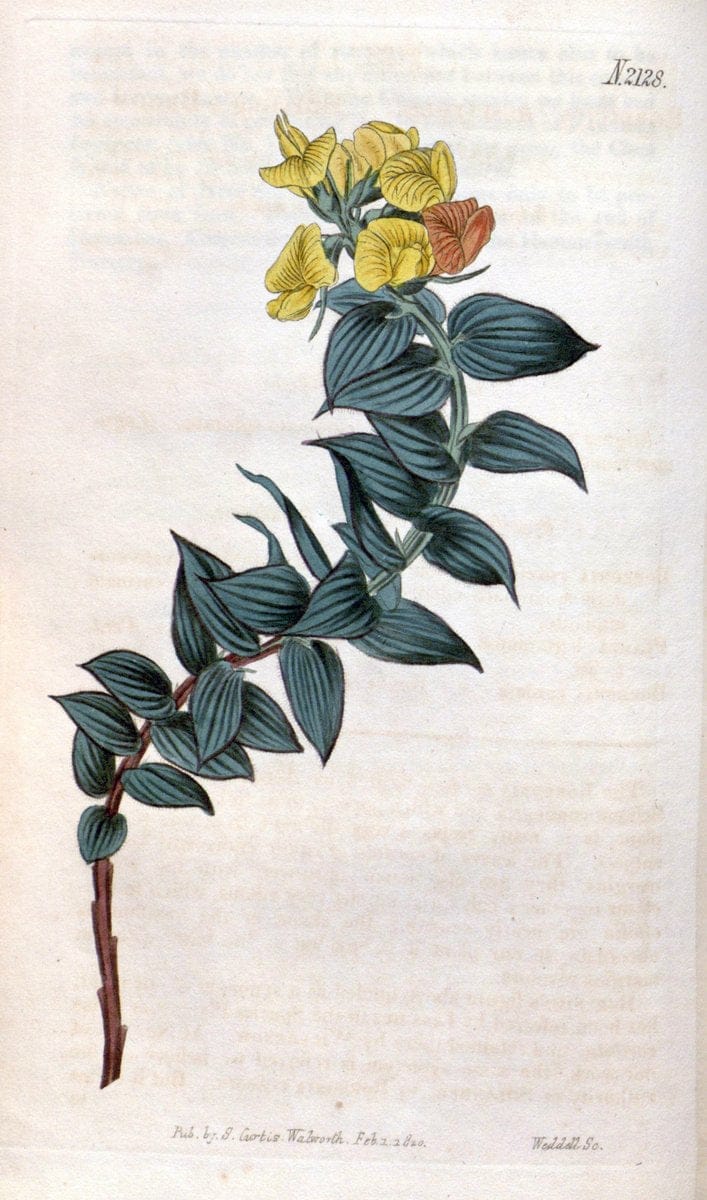 Curtis's botanical magazine. London ; New York [etc.] :Academic Press [etc.]. | "Botanical illustration" Botany Periodicals "Pictorial works" "Plants, Ornamental"  | Vintage Print Reproduction 451404
