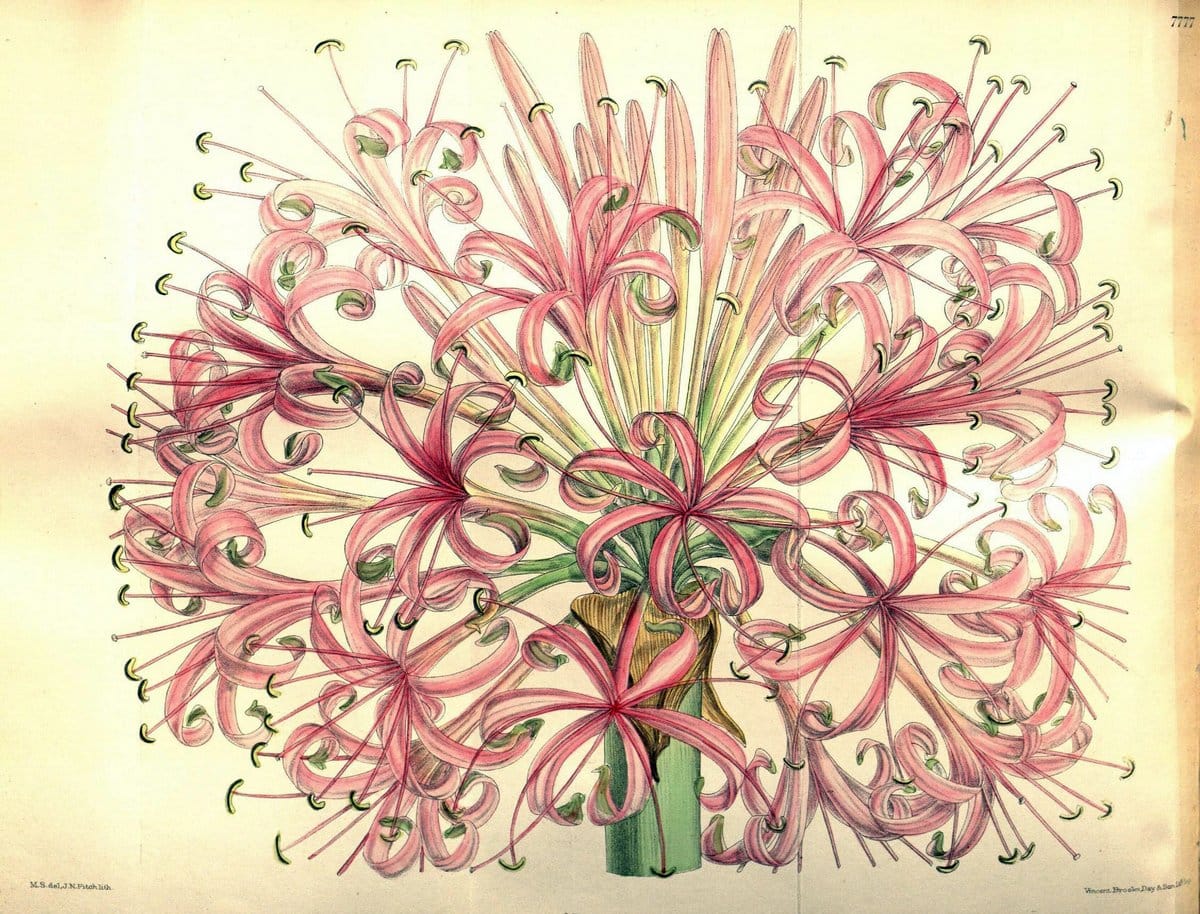 Curtis's botanical magazine. London ; New York [etc.] :Academic Press [etc.]. | "Botanical illustration" Botany Periodicals "Pictorial works" "Plants, Ornamental"  | Vintage Print Reproduction 451406