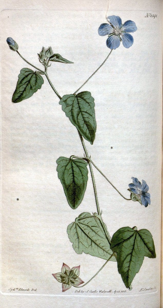 Curtis's botanical magazine. London ; New York [etc.] :Academic Press [etc.]. | "Botanical illustration" Botany Periodicals "Pictorial works" "Plants, Ornamental"  | Vintage Print Reproduction 451407