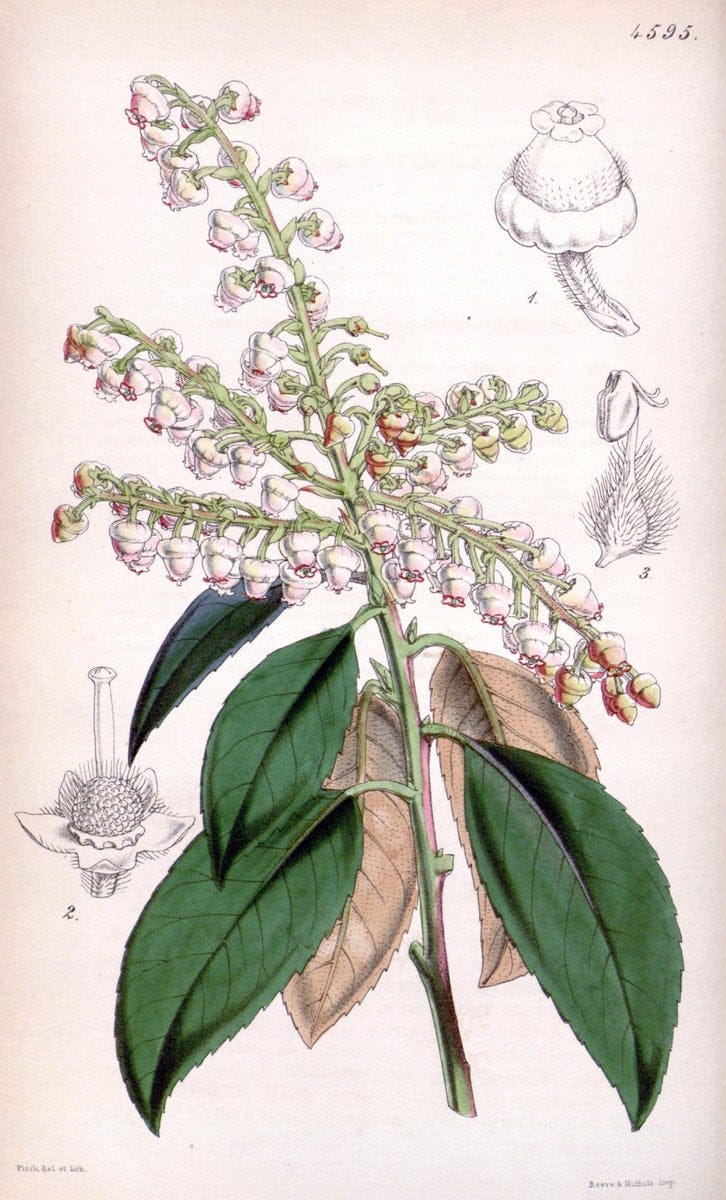 Curtis's botanical magazine. London ; New York [etc.] :Academic Press [etc.]. | "Botanical illustration" Botany Periodicals "Pictorial works" "Plants, Ornamental"  | Vintage Print Reproduction 451410