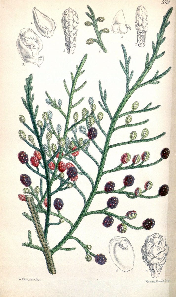 Curtis's botanical magazine. London ; New York [etc.] :Academic Press [etc.]. | "Botanical illustration" Botany Periodicals "Pictorial works" "Plants, Ornamental"  | Vintage Print Reproduction 451411