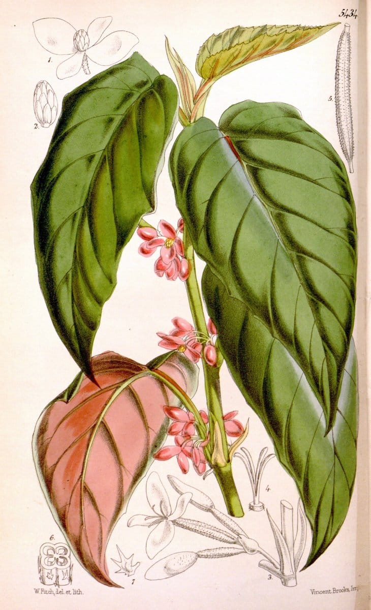 Curtis's botanical magazine..London ;New York [etc.] :Academic Press [etc.]. |  | Vintage Print Reproduction 451417