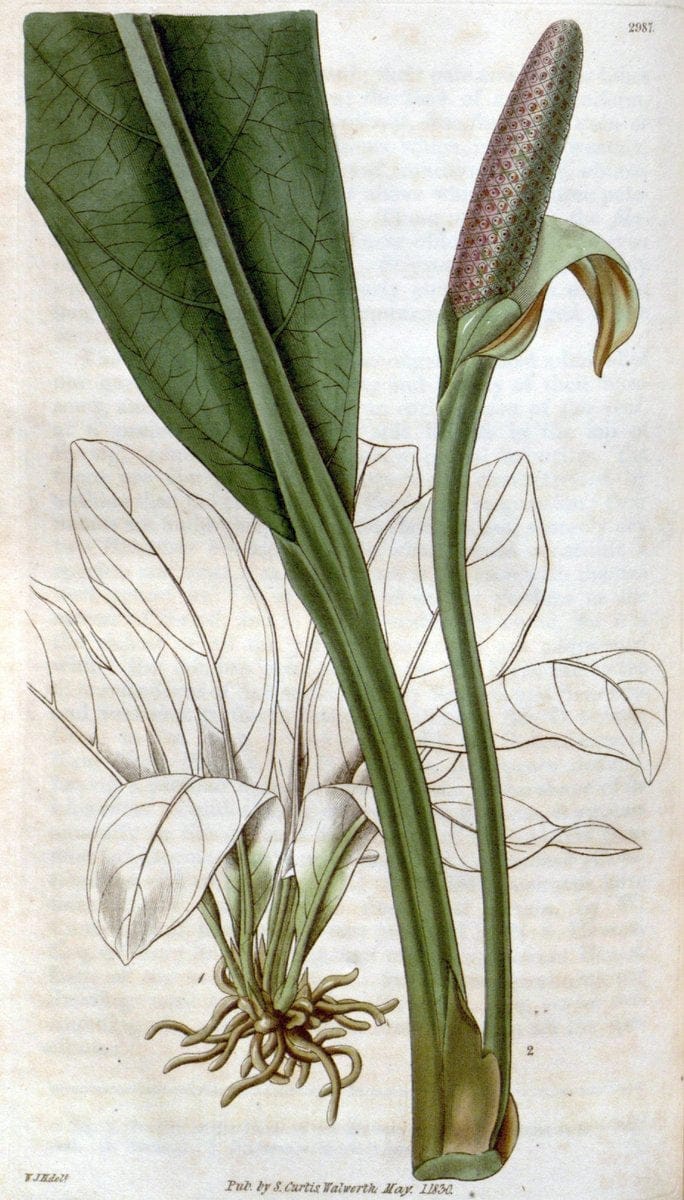 Curtis's botanical magazine. London ;New York [etc.] :Academic Press [etc.]. | Botany Periodicals "Pictorial works"  | Vintage Print Reproduction 451418