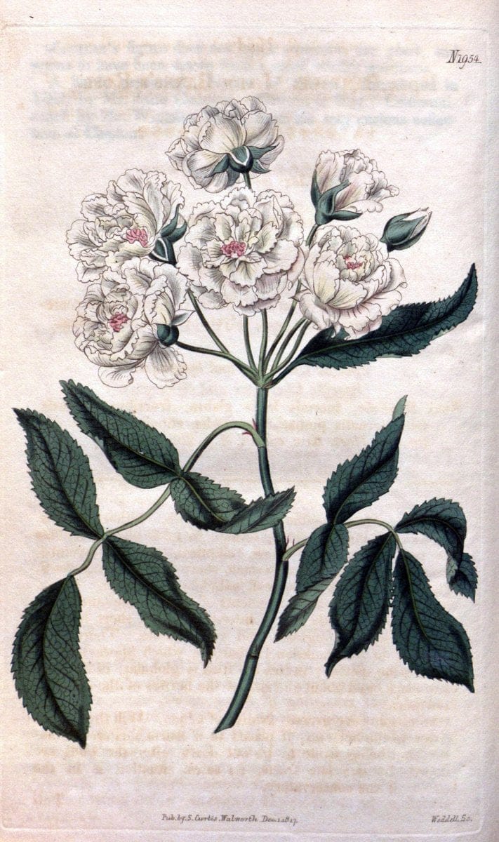 Curtis's botanical magazine. London ; New York [etc.] :Academic Press [etc.]. | "Botanical illustration" Botany Periodicals "Pictorial works" "Plants, Ornamental"  | Vintage Print Reproduction 451426