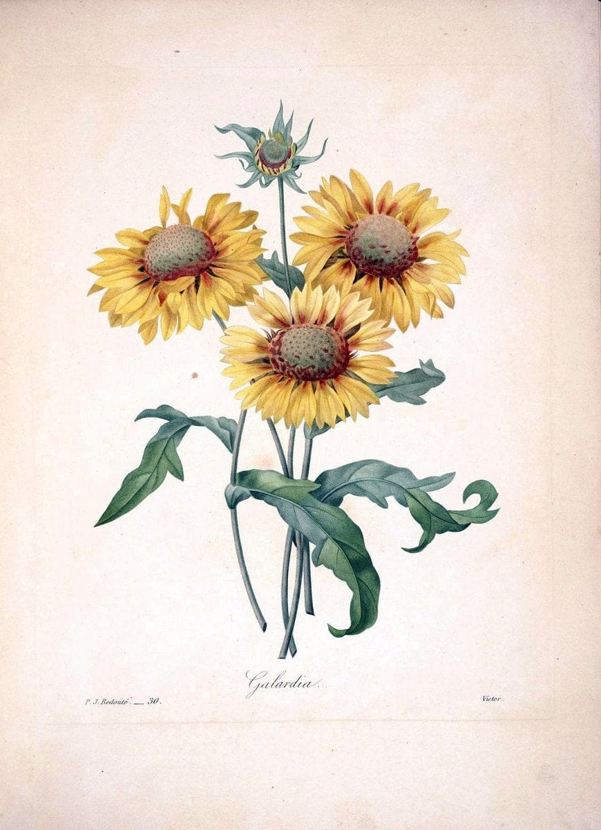 Choix des plus belles fleurs :.Paris :Ernest Panckoucke,[1833].  | 1833 Botany France Icones "Pictorial works"  | Vintage Print Reproduction 451427