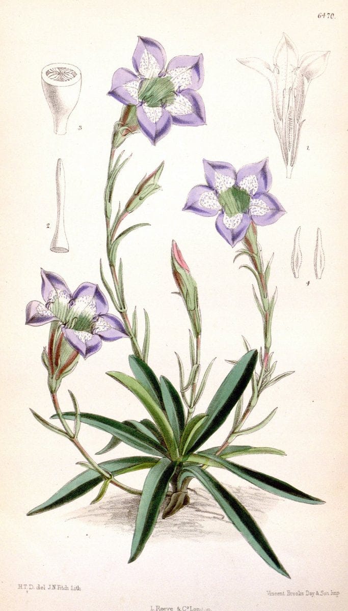 Curtis's botanical magazine. London ; New York [etc.] :Academic Press [etc.]. | "Botanical illustration" Botany Periodicals "Pictorial works" "Plants, Ornamental"  | Vintage Print Reproduction 451429