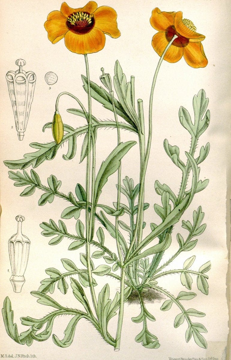 Curtis's botanical magazine. London ; New York [etc.] :Academic Press [etc.]. | "Botanical illustration" Botany Periodicals "Pictorial works" "Plants, Ornamental"  | Vintage Print Reproduction 451430