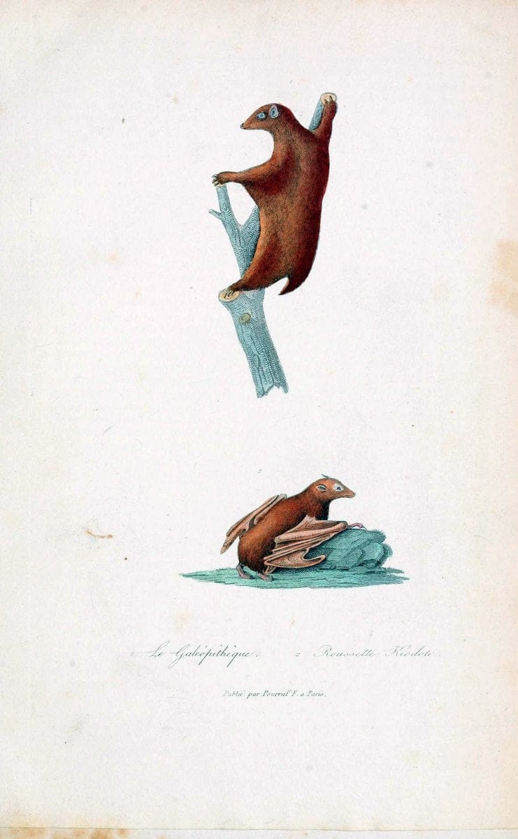 ComplÃ©ments de Buffon. t.1.Paris :P. Pourrat FrÃ¨res,1838. | Anthropology Birds Mammals SIL | Vintage Print Reproduction 451432