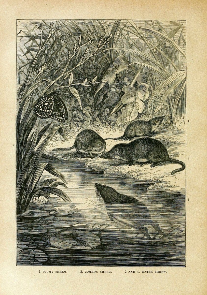 Cassell's natural history. London [etc]Cassell & Company, Limited,1896.  | "Animal behavior" Animals Nomenclature  | Vintage Print Reproduction 451433