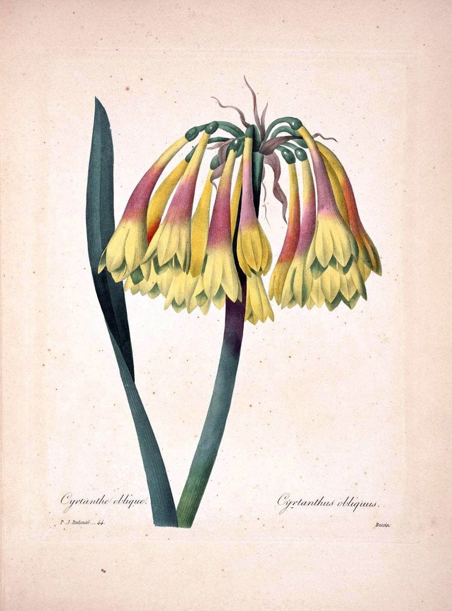 Choix des plus belles fleurs :.Paris :Ernest Panckoucke,[1833].  | 1833 Botany France Icones "Pictorial works"  | Vintage Print Reproduction 451434