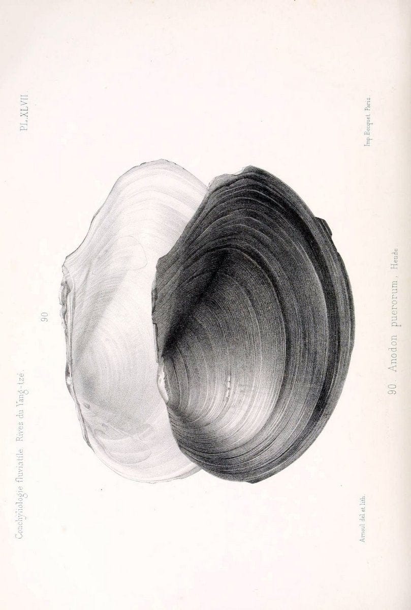 Conchyliologie fluviatile de la province de Nanking et de la Chine centrale /.Paris :Savy,[1875-1885]. | China Mollusks "Nanjing (Jiangsu Sheng)"  | Vintage Print Reproduction 451435