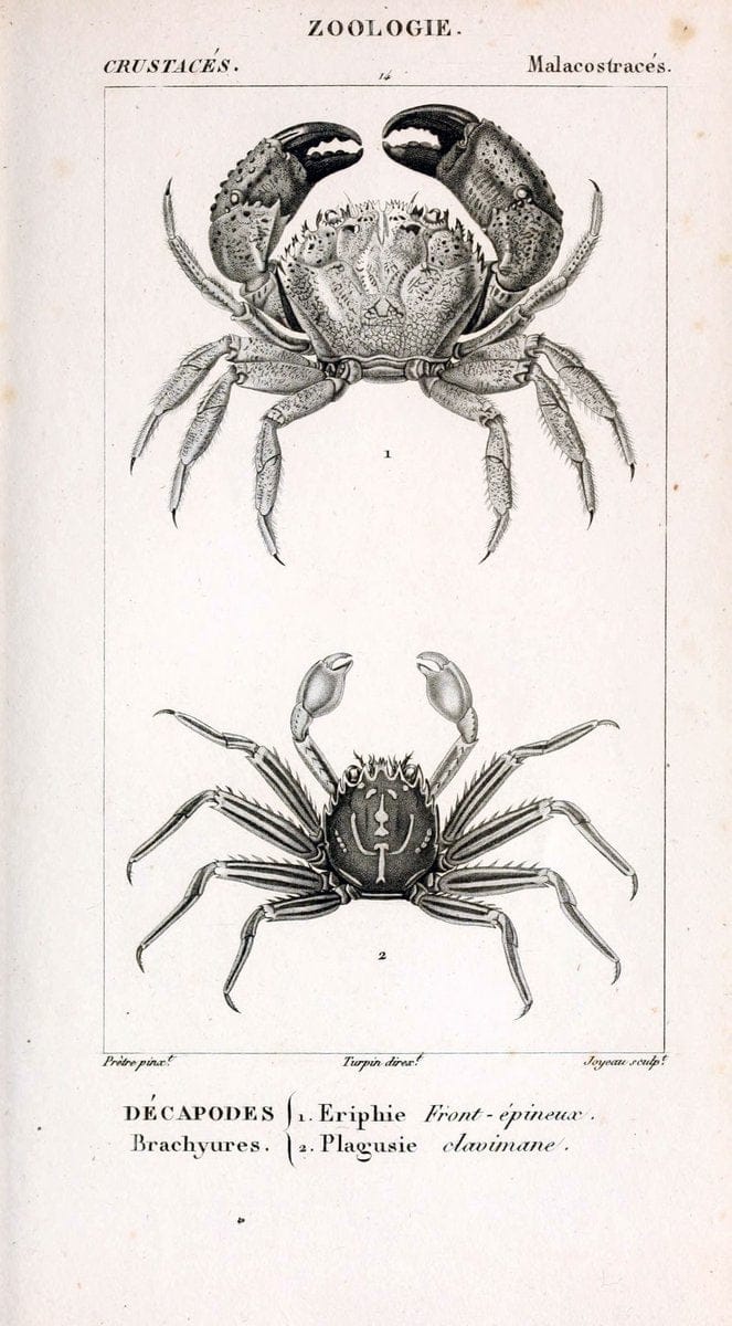ConsidÃ©rations gÃ©nÃ©rales sur la classe des crustacÃ©s :.Paris :F.G. Levrault,1825.  | Crustacea France Zoology  | Vintage Print Reproduction 451438