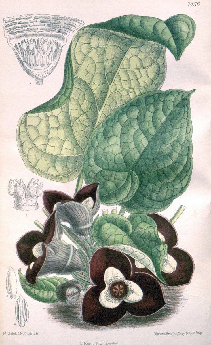 Curtis's botanical magazine. London ; New York [etc.] :Academic Press [etc.]. | "Botanical illustration" Botany Periodicals "Pictorial works" "Plants, Ornamental"  | Vintage Print Reproduction 451441