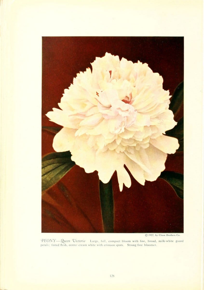 Chase fruit and flowers in natural colorsRochester, N.Y.,Chase brothers company[c1922] | Vintage Print Reproduction 451443