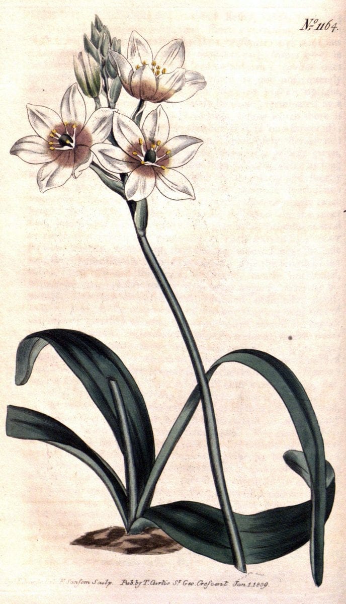 Curtis's botanical magazine. London ; New York [etc.] :Academic Press [etc.]. | "Botanical illustration" Botany Periodicals "Pictorial works" "Plants, Ornamental"  | Vintage Print Reproduction 451444