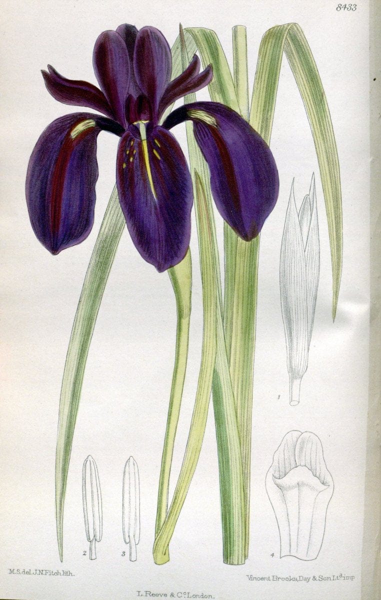 Curtis's botanical magazine. London ; New York [etc.] :Academic Press [etc.]. | "Botanical illustration" Botany Periodicals "Pictorial works" "Plants, Ornamental"  | Vintage Print Reproduction 451447