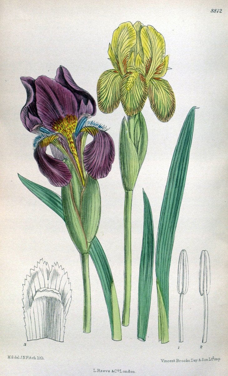 Curtis's botanical magazine. London ; New York [etc.] :Academic Press [etc.]. | "Botanical illustration" Botany Periodicals "Pictorial works" "Plants, Ornamental"  | Vintage Print Reproduction 451448