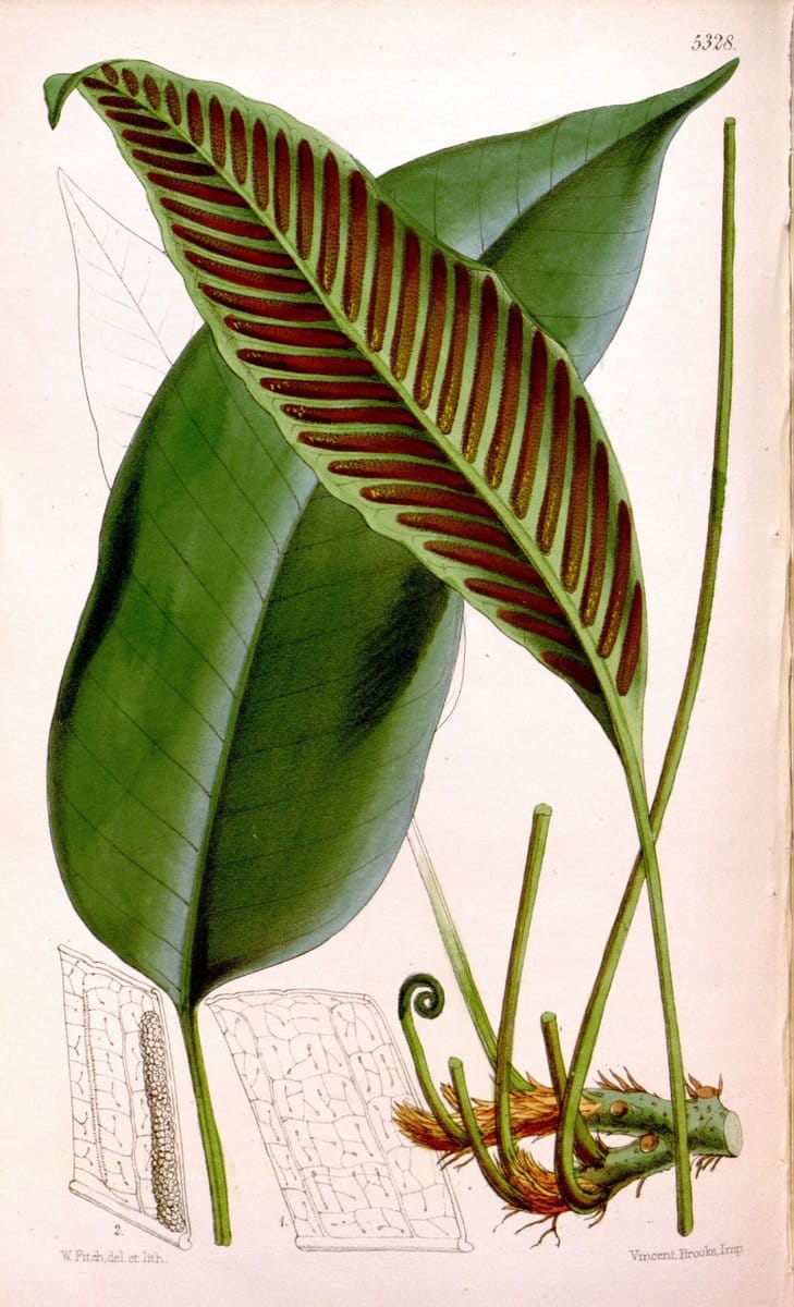 Curtis's botanical magazine. London ; New York [etc.] :Academic Press [etc.]. | "Botanical illustration" Botany Periodicals "Pictorial works" "Plants, Ornamental"  | Vintage Print Reproduction 451449